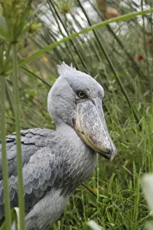 Shoebill - Papyrus Swamplands E & C Africa