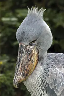 Shoebill - Papyrus Swamplands E & C Africa