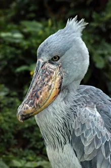 Images Dated 2nd December 2007: Shoebill - Papyrus Swamplands E & C Africa