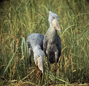 Vegetation Prints: Shoebill Stork