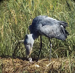 Small Prints: Shoebill Stork - at nest