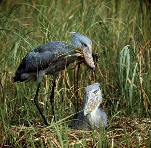 Parenting Gallery: Shoebill / Whale-head Stork - pair at nest
