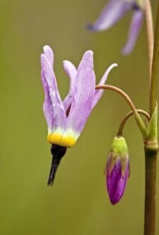 Images Dated 25th July 2011: A Shooting star - flower and bud