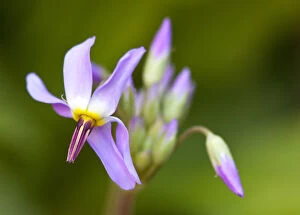 Shooting star wildflower in Zion National