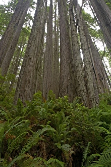 Images Dated 3rd May 2006: Shoots from old stump of logged Coastal Redwood Redwood National Park California, USA LA000844