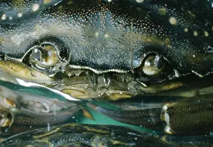Shore Crab - Eyes & Antennae