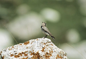 Images Dated 14th March 2005: Shore / Horned Lark - Male