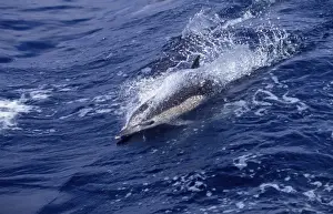 Mexcio Prints: Short-beaked Common dolphin Photographed in the Gulf of California, Mexico