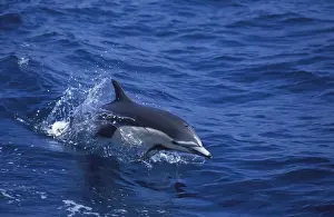 Mexcio Prints: Short-Beaked Common dolphin Sea of Cortez (Gulf of California), Mexico