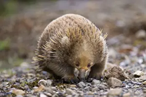 Monotreme Prints: Short-beaked Echidna - adult digging in the ground in search for food