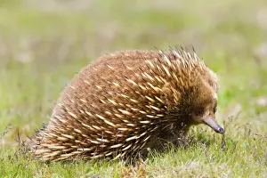 Monotreme Prints: Short-beaked Echidna - adult strolling on a meadow in search for food which consists solely of ants and termites