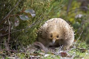 Images Dated 7th December 2008: Short-beaked Echidna - adult strolls along vegetation in search for food which consists solely of