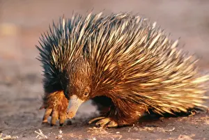 Monotreme Prints: Short-beaked Echidna AU 16 RM South West Queensland