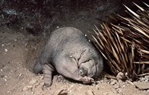 Monotreme Prints: Short-beaked Echidna - baby in burrow AU-1266