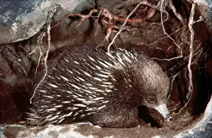 Home Prints: Short-beaked Echidna - in burrow AU-1261