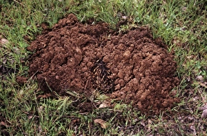 Images Dated 25th June 2007: Short-beaked Echidna - burrowing in defence