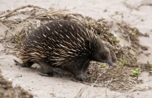 Ant Eaters Gallery: Short-beaked Echidna - foraging for ants on sand dunes - a m