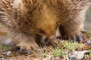 Sniffing Prints: Short-beaked Echidna - frontal portrait of an adult digging in the ground