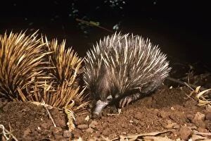 Images Dated 25th June 2007: Short-beaked Echidna - mother & young faraging