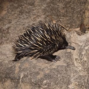 Images Dated 20th February 2008: Short-beaked Echidna / Spiny Anteater