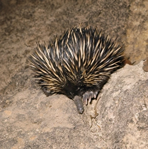 Images Dated 20th February 2008: Short-beaked Echidna / Spiny Anteater Australia