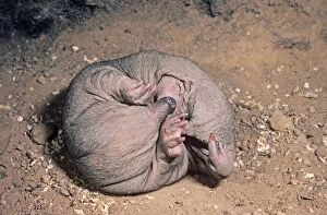 Curled Gallery: Short-beaked Echidna - young in burrow