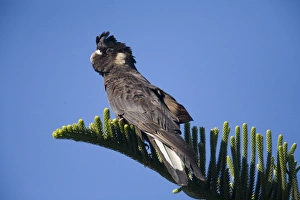 Images Dated 24th February 2006: Short-billed Black-Cockatoo / Carnaby's Black-Cockatoo. At Cowaramup Bay, south of Perth