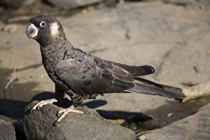 Images Dated 24th February 2006: Short-billed Black-Cockatoo / Carnaby's Black-Cockatoo. At a creek in Cowaramup Bay, south of Perth