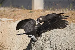Cockatoo Prints: Short-billed Black-Cockatoo / Carnaby's Black-Cockatoo