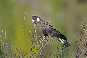 Short-billed Black-Cockatoo / Carnaby's Black-Cockatoo. In Kings Park, Perth. Other members of the flock were feeding nearby. Endemic to the far southwest of Western Australia. Inhabits forests and woodlands and pine plantations