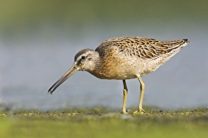 Images Dated 28th August 2007: Short-billed Dowitcher - in August at Jamaica Bay NWR - NY- USA