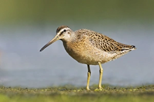 Images Dated 28th August 2007: Short-billed Dowitcher - in August at Jamaica Bay NWR - NY- USA