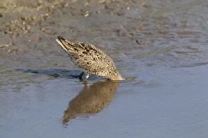 Images Dated 27th April 2012: Short-billed Dowitcher - feeding