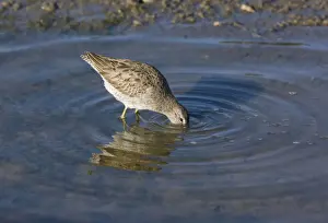 Short-billed Dowitcher - feeding in lagoon, winter, Elkhorn Slough, California