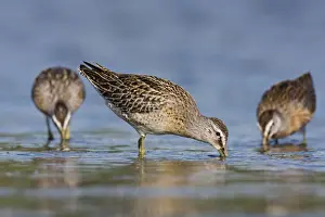 Dowitcher Prints: Short-billed Dowitcher - in September at Jamaica Bay NWR, NY, USA