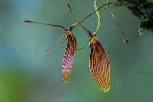 Short-Column Foot Restrepia, orchid, Antioquia, Colombia