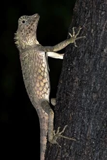 Short-crested Forest Dragon on tree trunk
