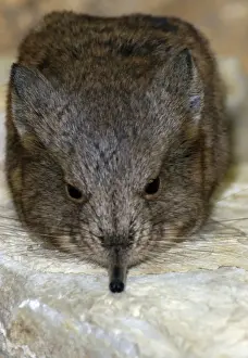 Short-eared Elephant shrew