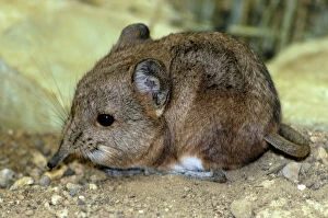 Nose Collection: Short-eared Elephant shrew