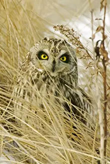 Short-eared Owl