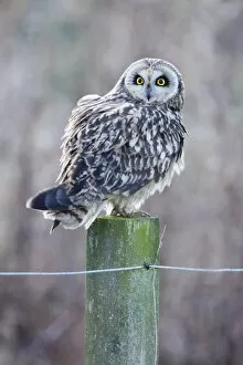 Images Dated 28th January 2009: Short-eared Owl