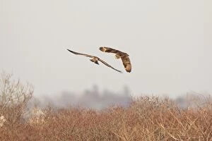 Short-eared Owl - with adult female Hen / Northern