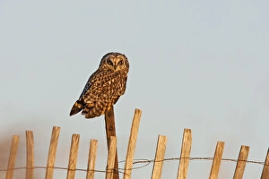 Wild Life Gallery: Short-eared Owl - on fence post - in early morning light