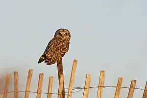 In Flight Prints: Short-eared Owl - on fence post - in early morning light. RI - USA - February