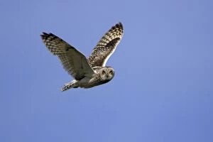 Short-Eared Owl - In flight