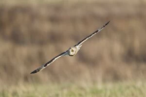 Images Dated 12th December 2011: Short-eared Owl - in flight - hunting over rough