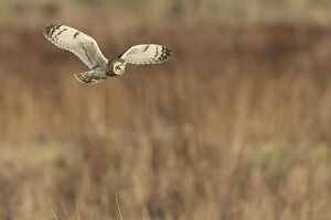 Images Dated 12th December 2011: Short-eared Owl - in flight - hunting over rough