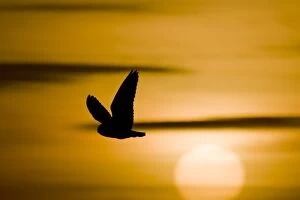 Short-Eared Owl - Flying at sunset with sun in view