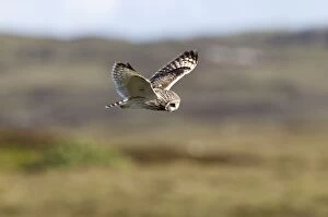 Moorlands Gallery: Short-eared Owl - hovering over moorland