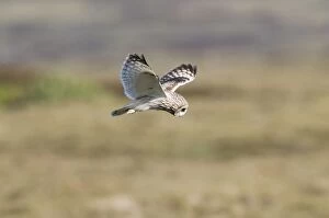 Images Dated 8th June 2009: Short-eared Owl - hovering over moorland